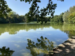 Fish in the lake