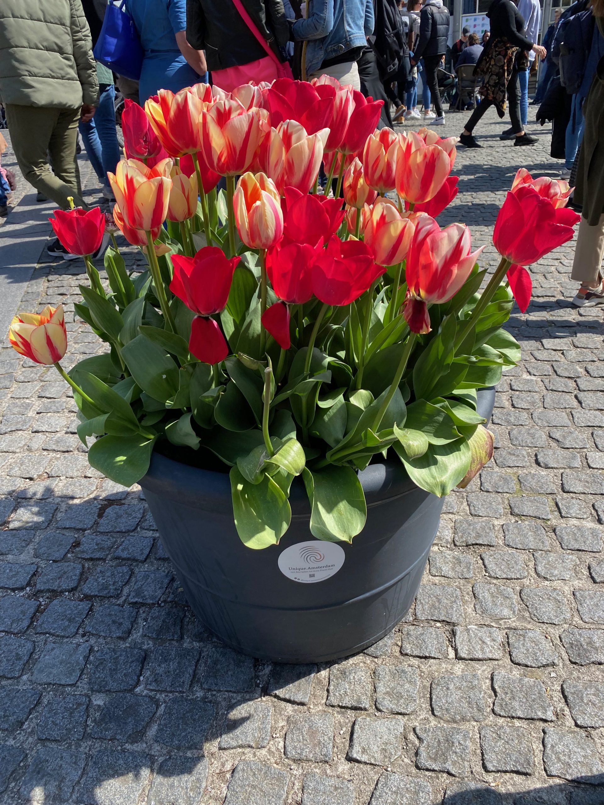 Tulips