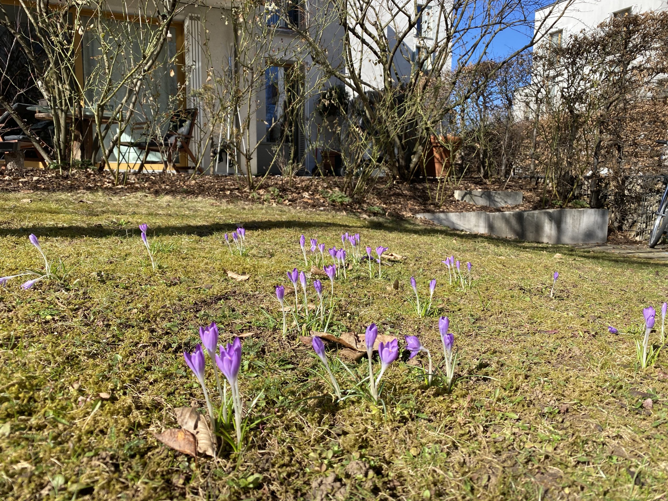 Crocuses