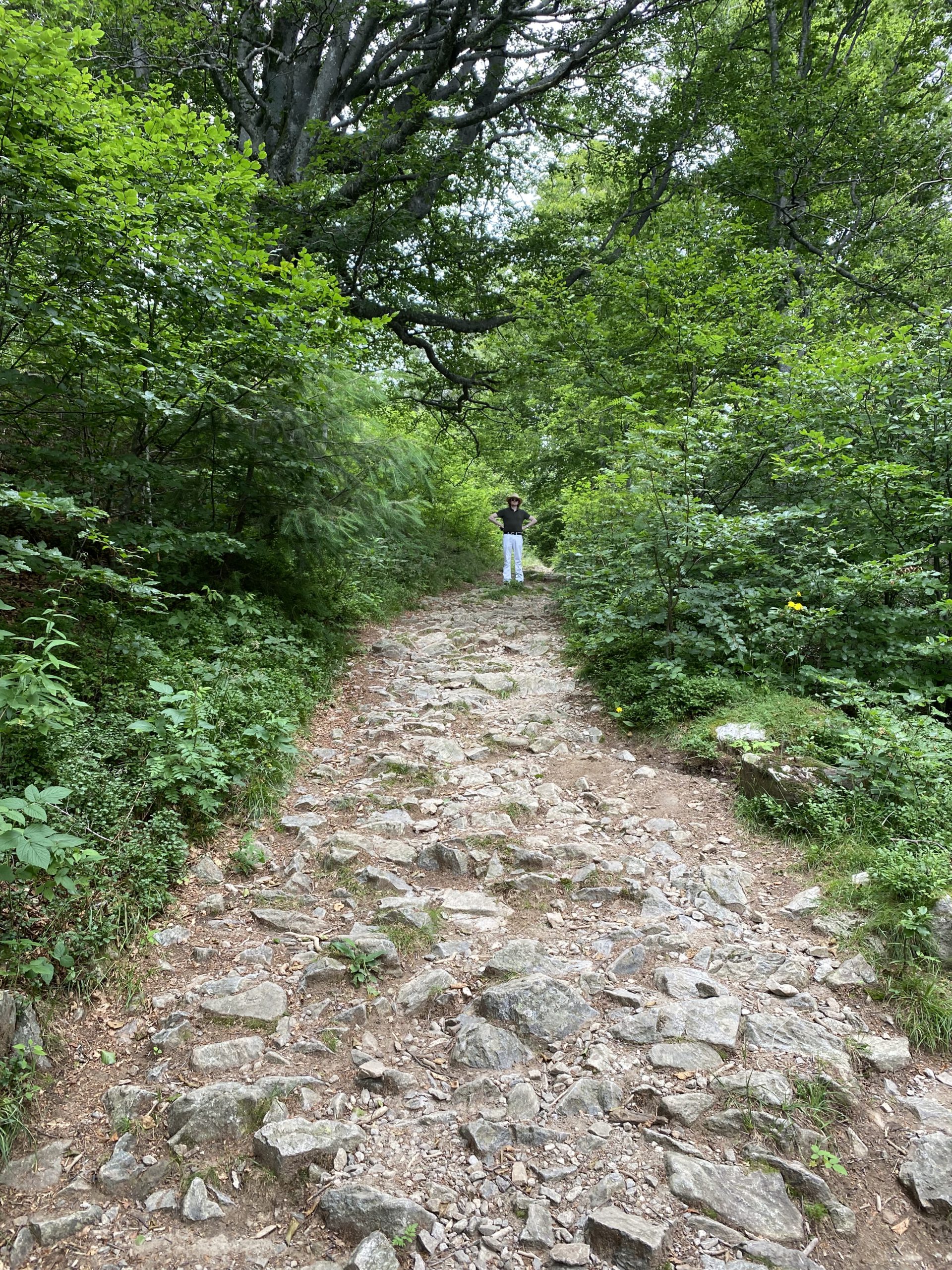 Hiking path